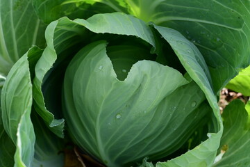 Obraz premium Big Green Cabbage with Big Leaves