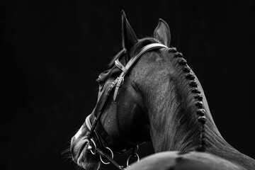 Naklejka premium Horse in polo halter looking back isolated on black background Horizontal black and white view from behind