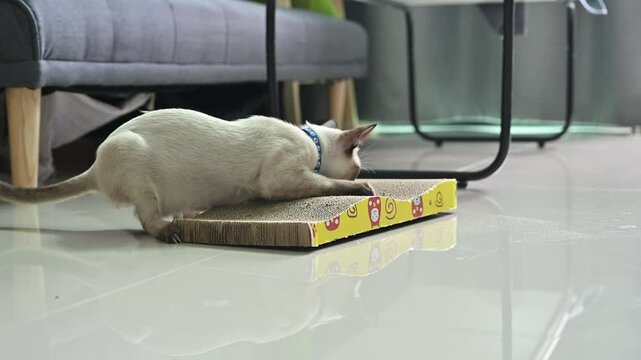 Siamese cat while scratching mat. Scratching deposits the cat's scent onto an object and leaves a territorial message for other cats.