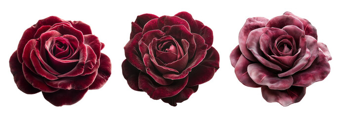 Obraz premium Elegant Deep Red Roses On A Transparent Background