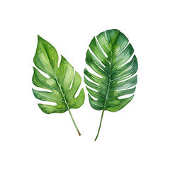 Two green leaves with a white background. The leaves are large and have a lot of detail. The leaves are painted with watercolors and have a natural. Generative AI