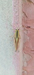 Camouflaged Grasshopper on Textured Wall Surface, Showcasing Its Natural Green and Yellow Body Blending Seamlessly with the Wall Background, Perfect for Macro Photography, Nature Studies, and Wildlife