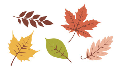 Naklejka premium Autumn leaves set isolated on white. Vector illustration EPS 10