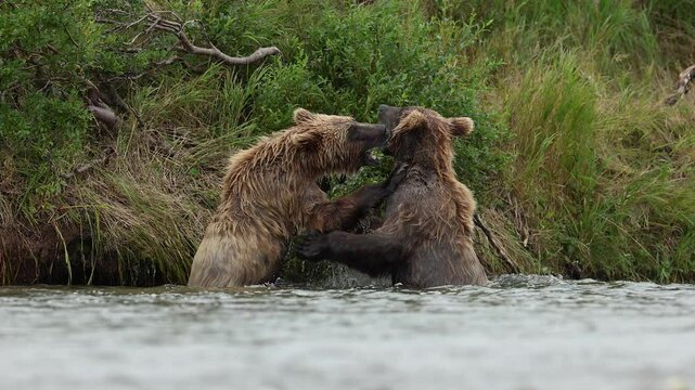 Bears fighting in Katmai, Alaska 