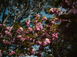 Pink blossom