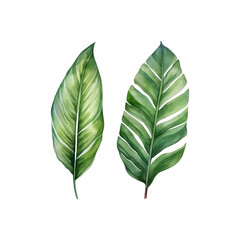 Obraz premium Two green leaves with a white background. The leaves are large and have a lot of detail. The leaves are painted with watercolors and have a natural. Generative AI