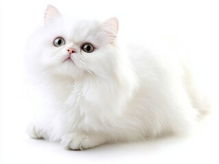 With its luxurious coat and distinctive flat face, this Persian cat radiates beauty and elegance while resting gracefully against a clean white backdrop.