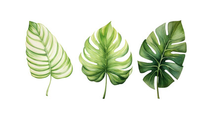 Two green leaves with a white background. The leaves are large and have a lot of detail. The leaves are painted with watercolors and have a natural. Generative AI