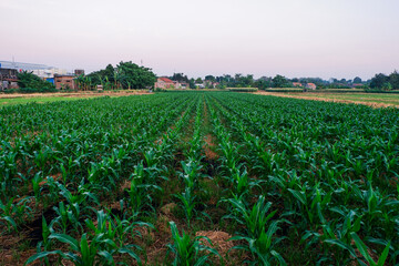 a field of corn that is still young and green