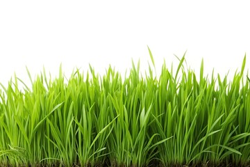 Fototapeta premium Forced perspective of isolated green grass on white background