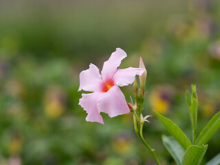 花壇のピンクのマンデビラ