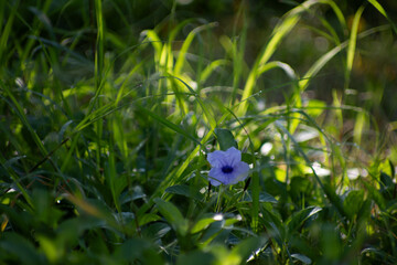 Blue flowers in a green meadow background 