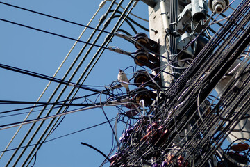 Wiring and bird on electric poles in Thailand
