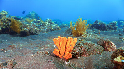 Underwater photo of beautiful orange soft coral at the black volcanic sand bottom. From a scuba...
