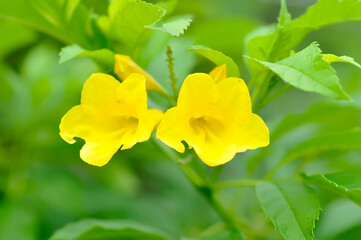 Trumpet vine, Yellow bell or Yellow elder or Tecoma stans and yellow flower