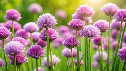 Forced perspective plants with blooming flowers of Chives Allium schoenoprasum