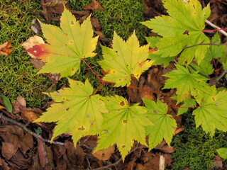 高原の落葉広葉樹林の林床で、木もれ日に照らされたハウチワカエデの黄葉