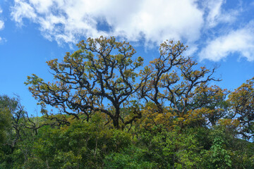 Obraz premium Tree at the background of blue sky