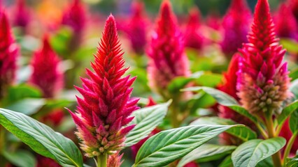 Forced perspective selective focus of ornamental plant jengger ayam, also known as celosia argentea