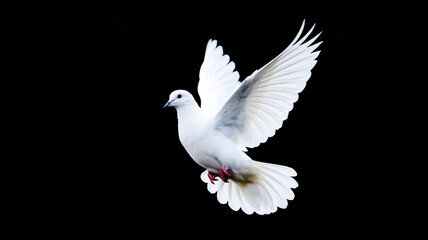 Fototapeta premium white dove isolated on black