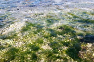 green moss on the rocks