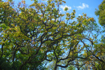 Tree at the background of blue sky