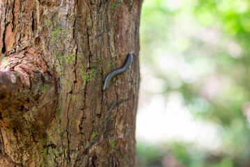 Natural background, tree bark surface