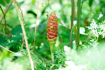 Red Flower. Lempuyang wangi or Zingiber zerumbet, is a type of spice that has medicinal properties. Many are found in Indonesia