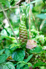 Red Flower. Lempuyang wangi or Zingiber zerumbet, is a type of spice that has medicinal properties. Many are found in Indonesia