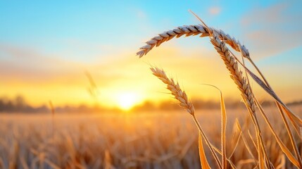 Fototapeta premium A field of golden wheat basks in the warm glow of sunrise, with the sun peeking over the horizon. Frost clings to the stalks, symbolizing resilience and a new beginning.