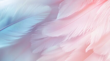 Obraz premium Soft Pastel Feathers