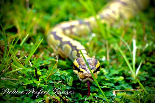 Hypo enchi ball python