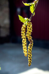 flowering birch catkins in spring