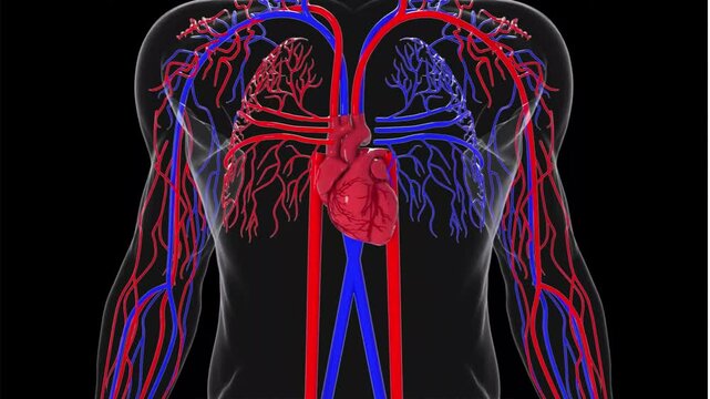 3D anatomical illustration of the vascular system of the human head and neck.