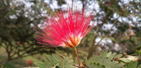 red and yellow flower