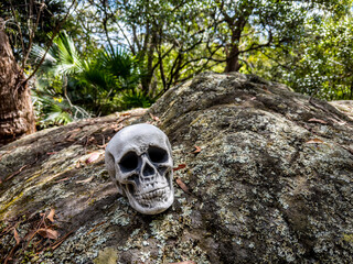 Halloween Skull, Mystery. Tropical background. Spooky time.