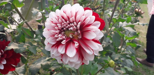 pink and white flower