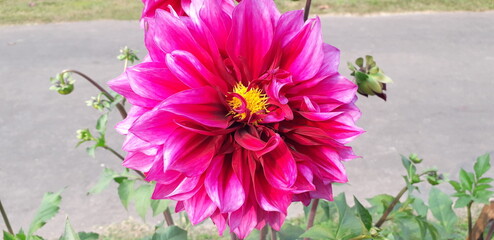 pink and purple flowers