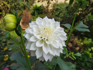 white dahlia flower