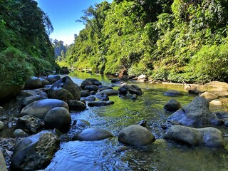 mountain river in the forest