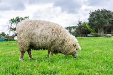 sheep