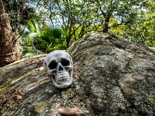 Halloween Skull, Mystery. Tropical background. Spooky time.