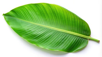 Fototapeta premium Fresh banana leaf isolated on white background