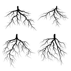 set of tree roots