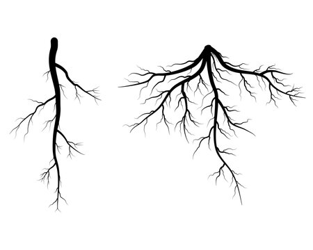 set of tree roots