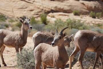 Valley of Fire Bighorn