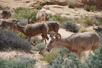 Valley of Fire Bighorn