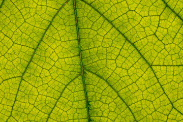 The texture of a green leaf from a tree in close-up