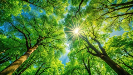 Obraz premium Fresh green trees bathed in sunlight from a low angle view