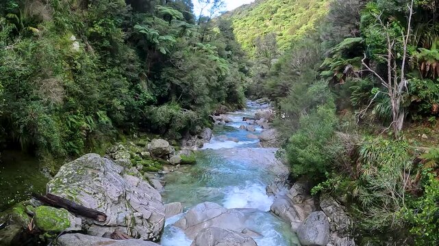 Wainui Falls surrounded by native bush of nikau palms, rata trees and ferns, the largest falls in Golden Bay, Abel Tasman National Park near Takaka, New Zealand